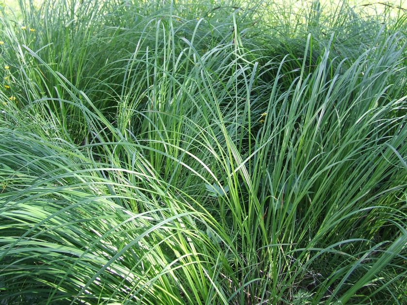 Изображение особи Carex acuta.