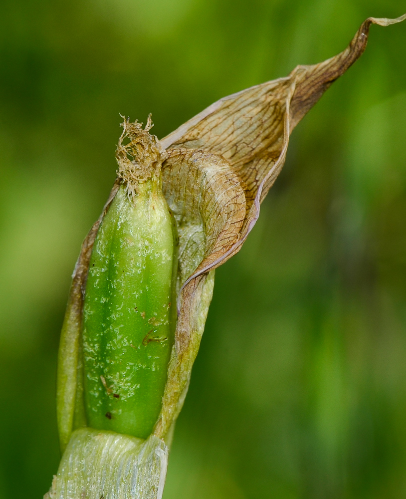 Image of Iris bismarckiana specimen.