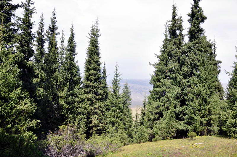 Изображение особи Picea schrenkiana.