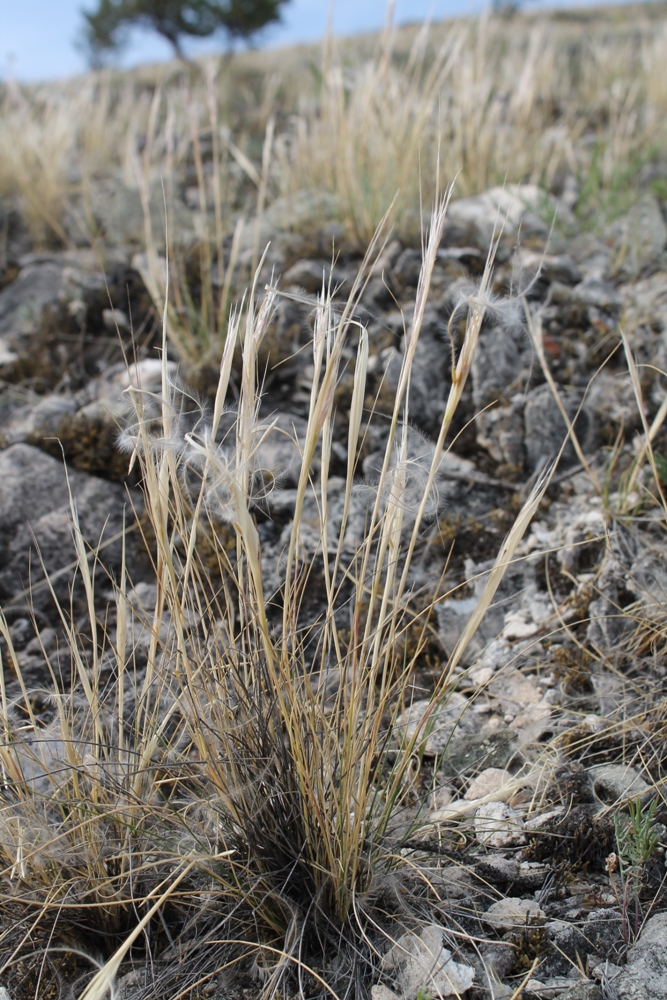 Image of Stipa glareosa specimen.