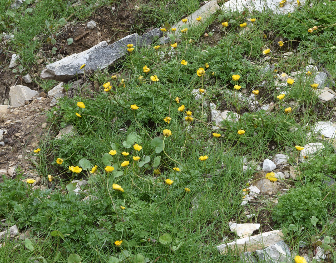 Изображение особи Ranunculus rufosepalus.
