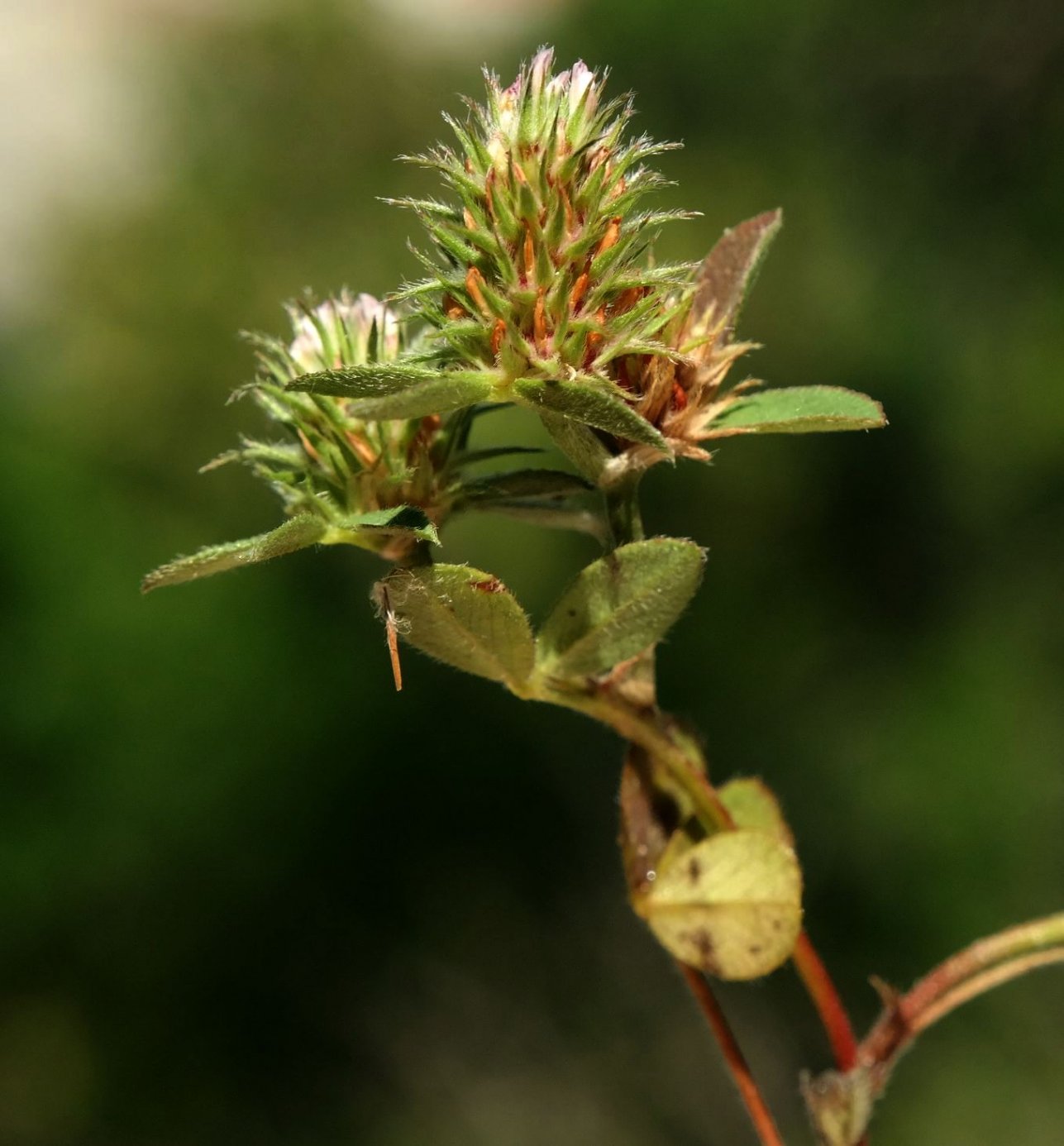 Изображение особи Trifolium scabrum.