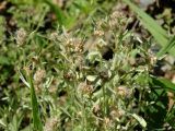 Gnaphalium uliginosum