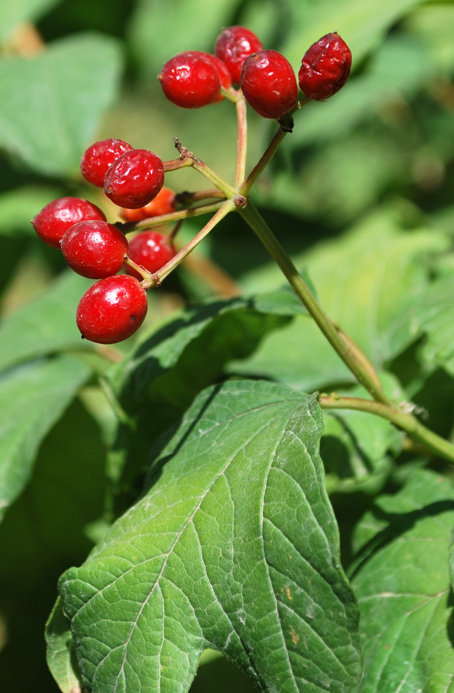 Image of Viburnum opulus specimen.
