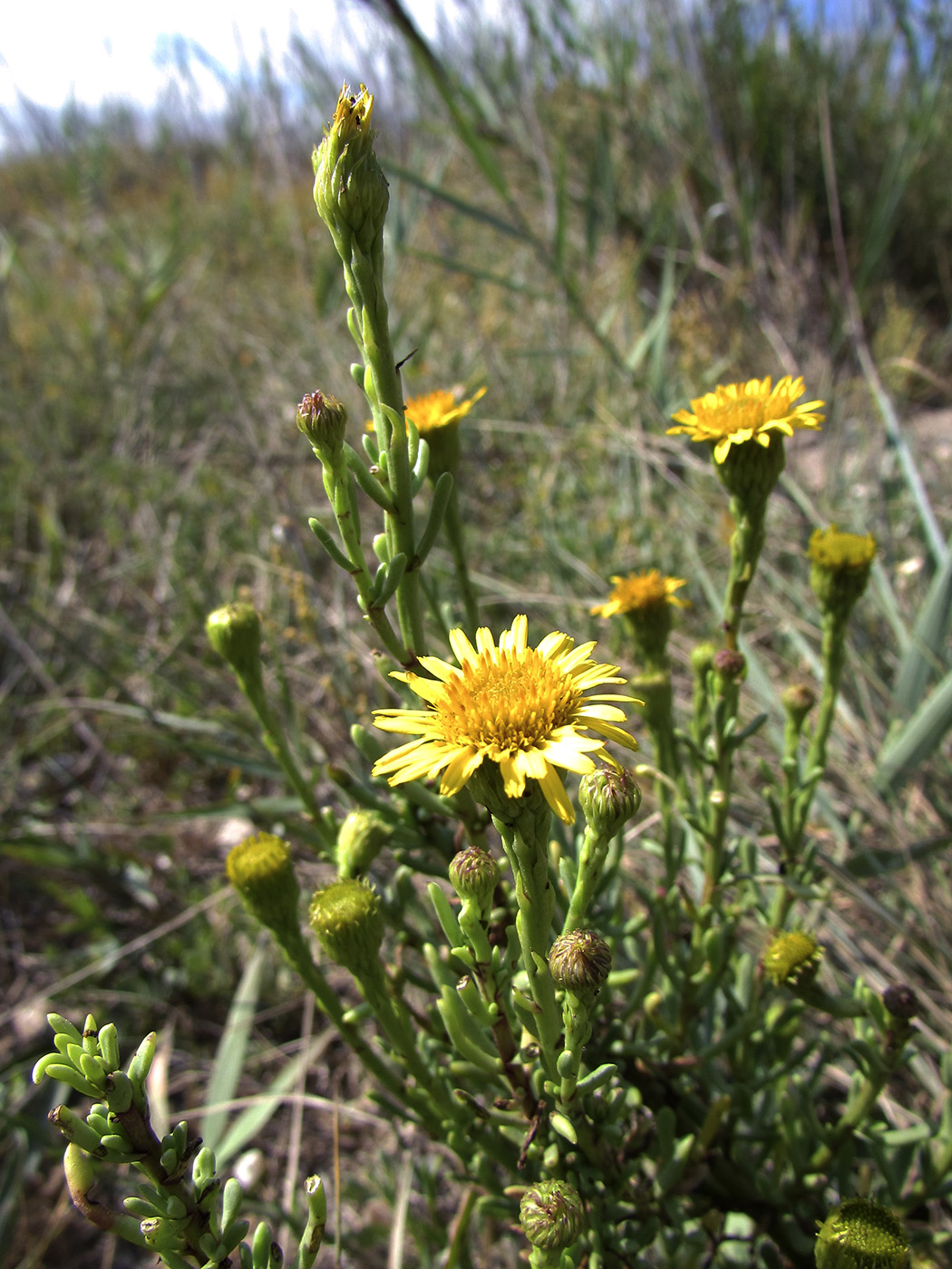 Изображение особи Limbarda crithmoides.