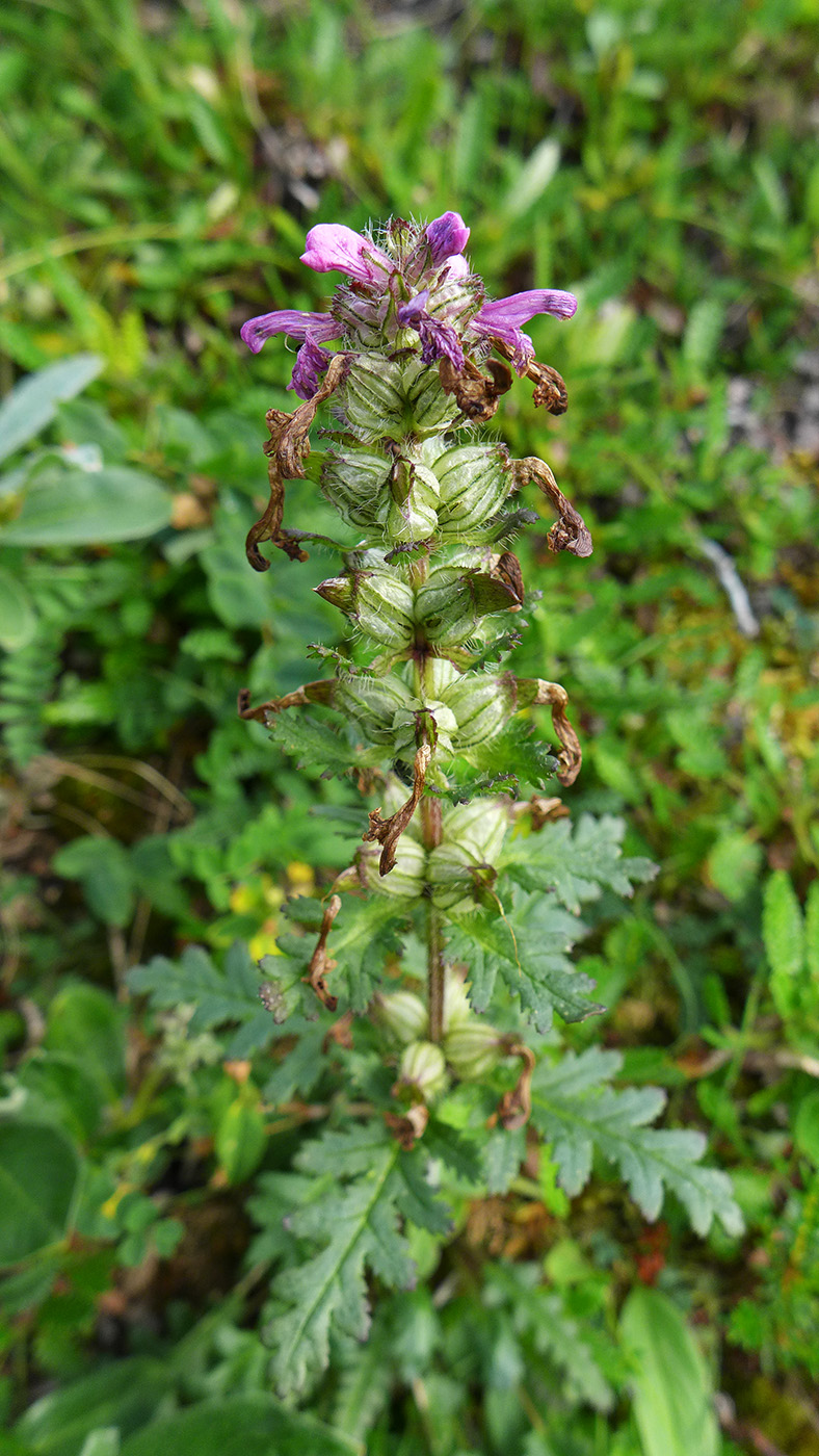 Изображение особи Pedicularis verticillata.