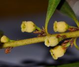 Euclea pseudebenus