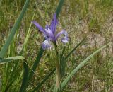 Iris pallasii