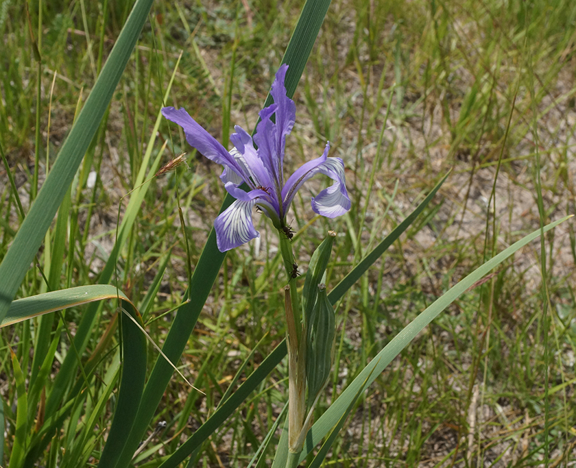 Изображение особи Iris pallasii.