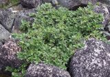 genus Salix