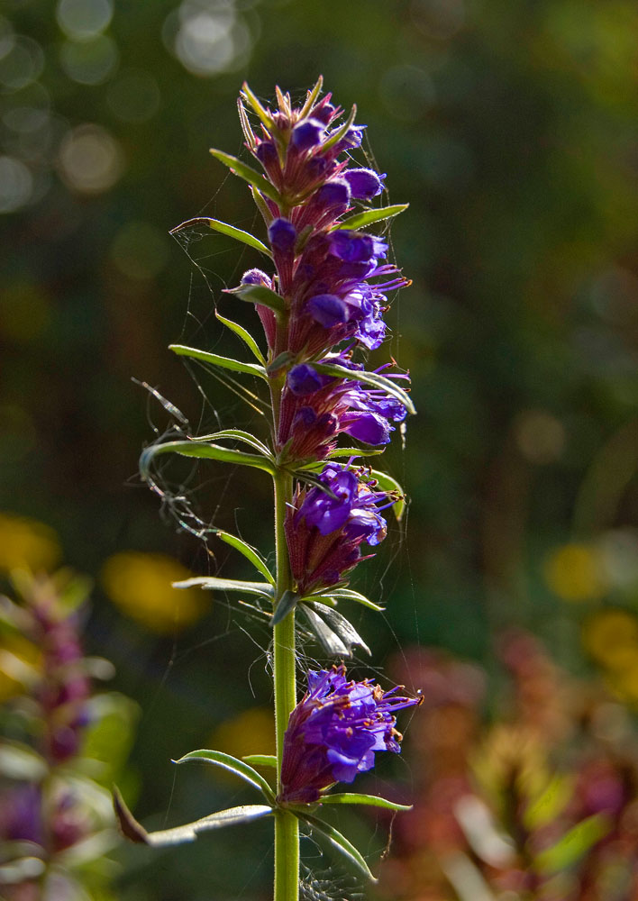 Image of Hyssopus officinalis specimen.