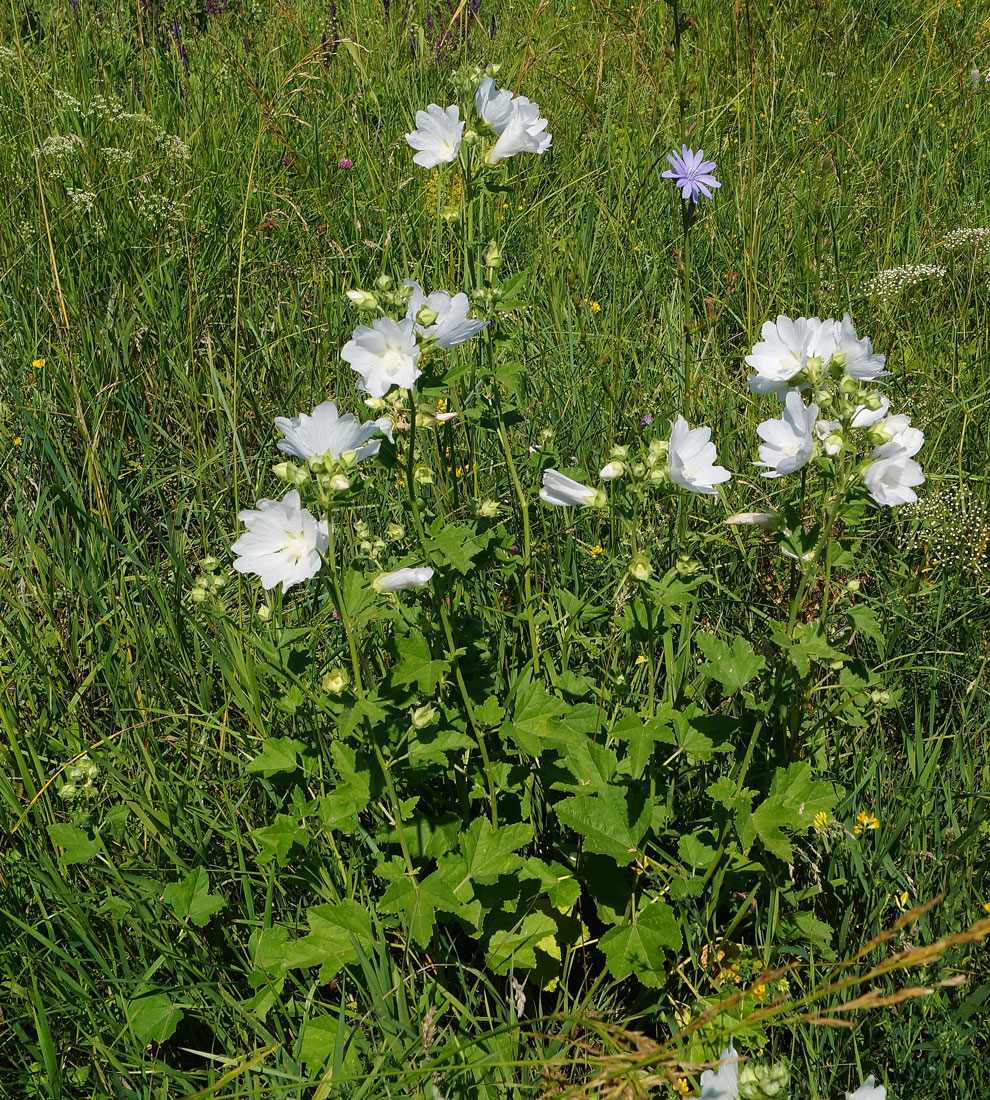 Image of Malva thuringiaca specimen.