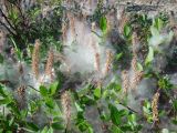 Salix saxatilis