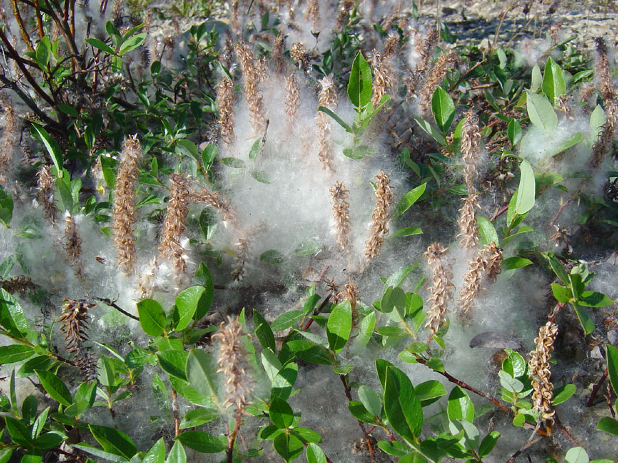 Изображение особи Salix saxatilis.