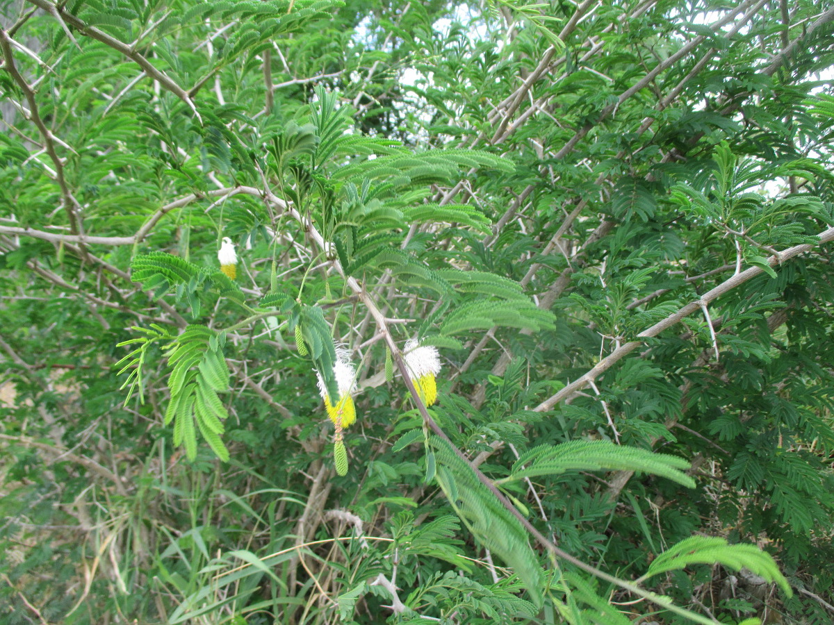 Изображение особи Dichrostachys cinerea.