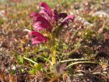 Pedicularis ochotensis. Цветущее растение. Магаданская обл., окр. Магадана, п-ов Старицкого, горная тундра. 19.06.2010.