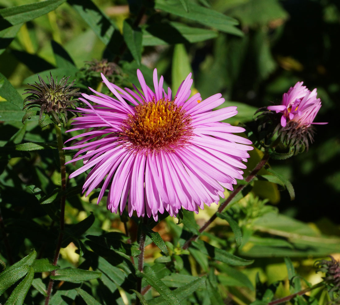 Изображение особи Symphyotrichum novae-angliae.