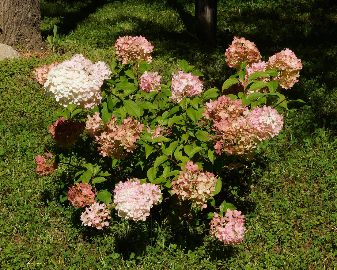 Image of Hydrangea paniculata specimen.