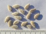 Cucumis metulifer