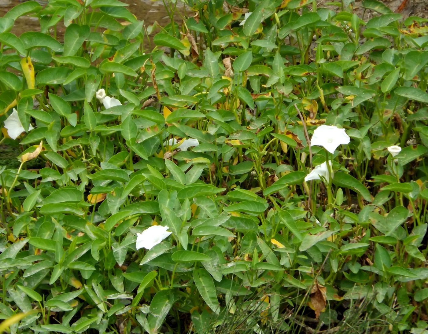 Изображение особи Ipomoea aquatica.