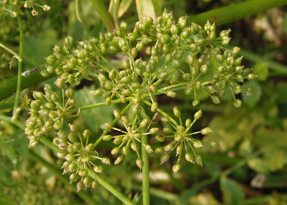 Image of Berula erecta specimen.