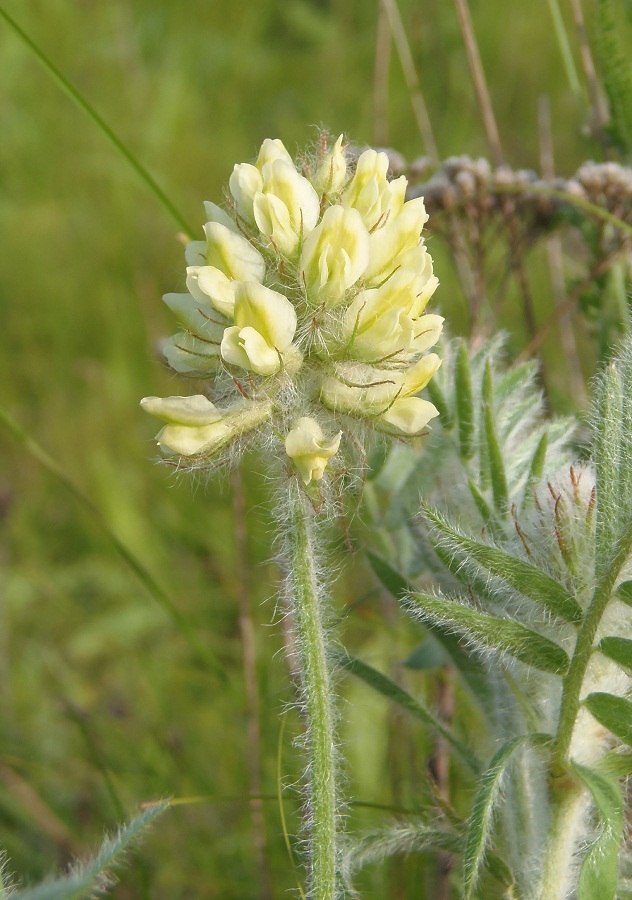 Image of Oxytropis pilosa specimen.