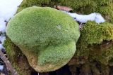 Leucobryum glaucum