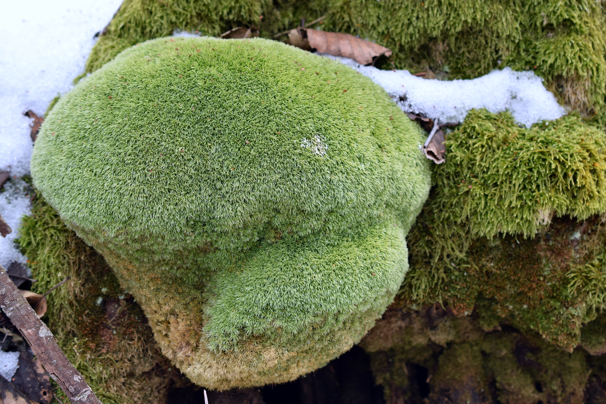 Изображение особи Leucobryum glaucum.