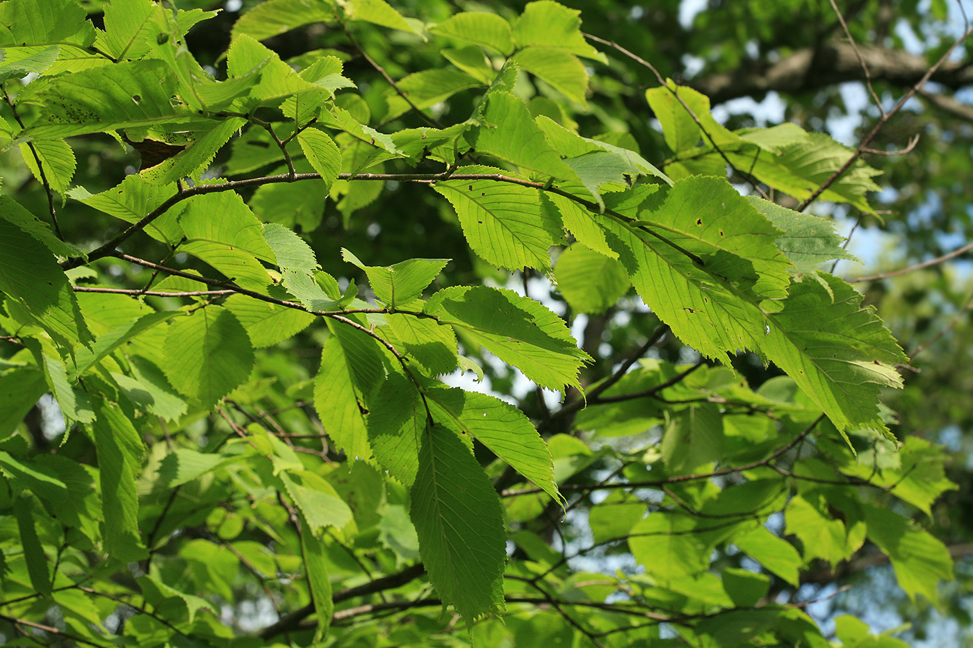 Изображение особи Ulmus laciniata.