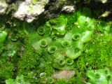 Marchantia polymorpha. Слоевище с выводковыми корзиночками. Украина, г. Запорожье, Малый рынок, возле дороги. 07.10.2012.