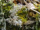 род Cladonia