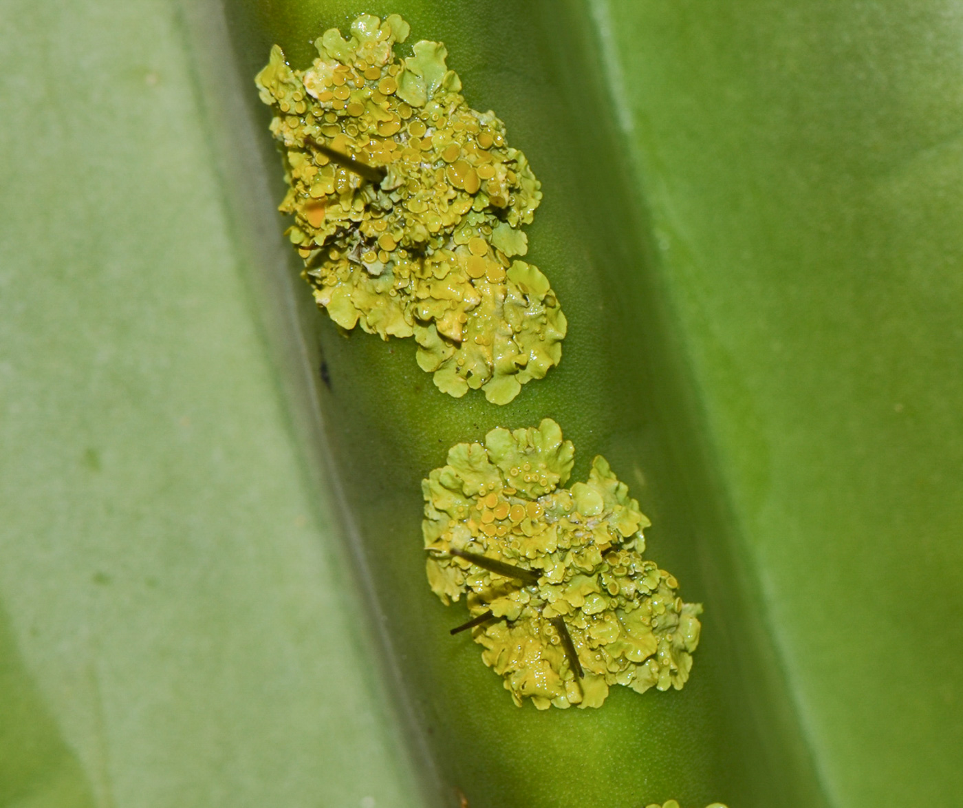 Image of genus Xanthoria specimen.