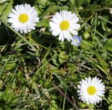 Bellis perennis