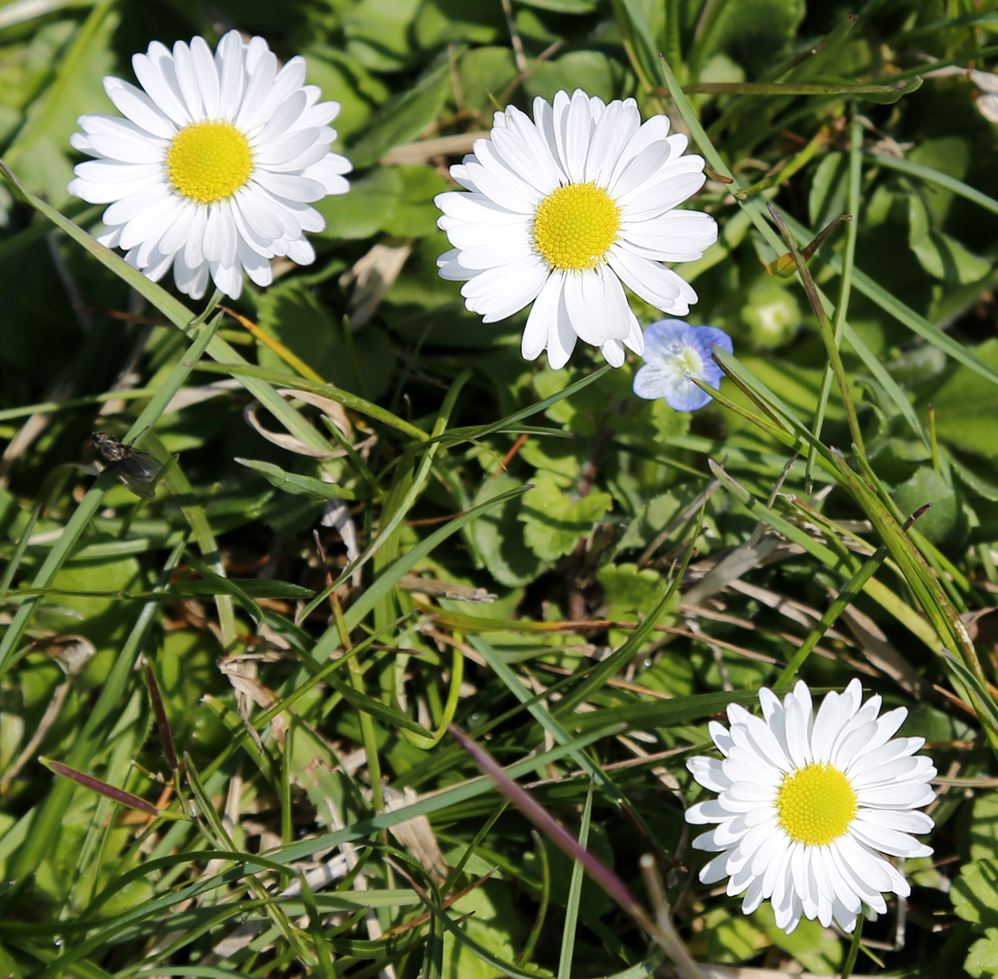 Image of Bellis perennis specimen.
