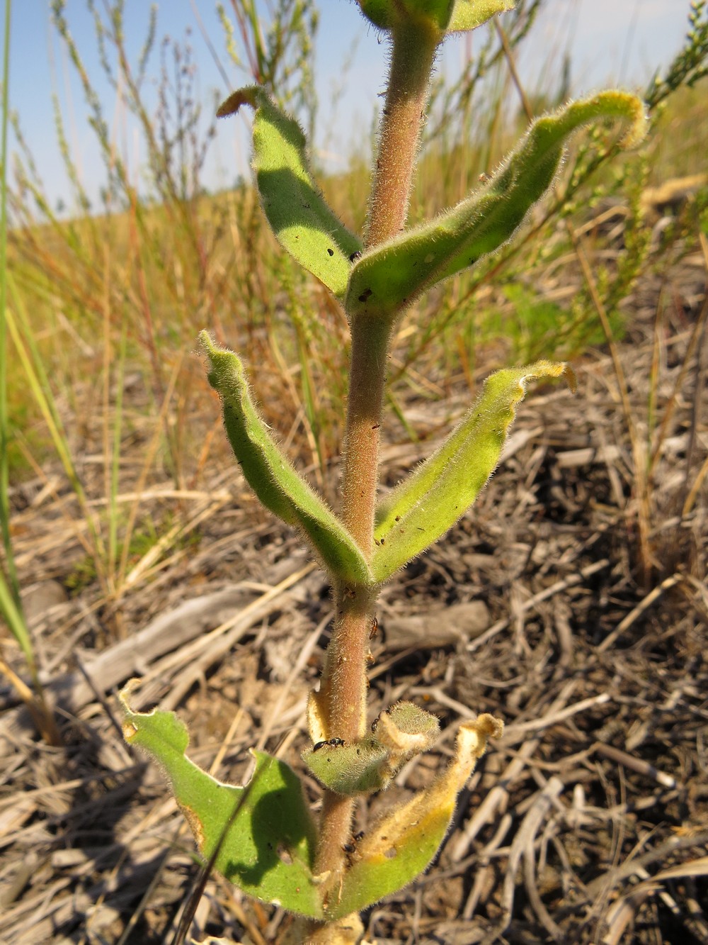 Image of Silene viscosa specimen.