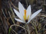 Crocus reticulatus