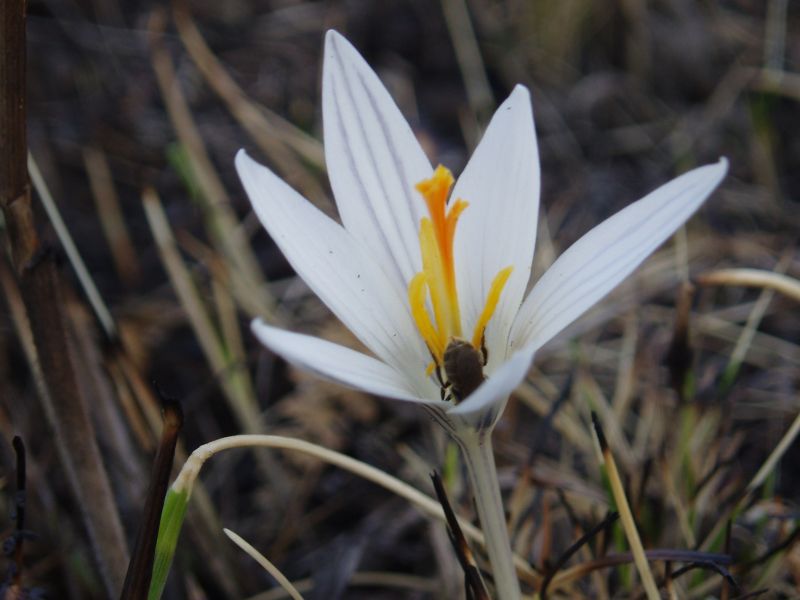 Изображение особи Crocus reticulatus.