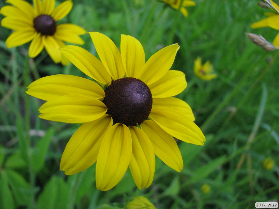 Изображение особи род Rudbeckia.