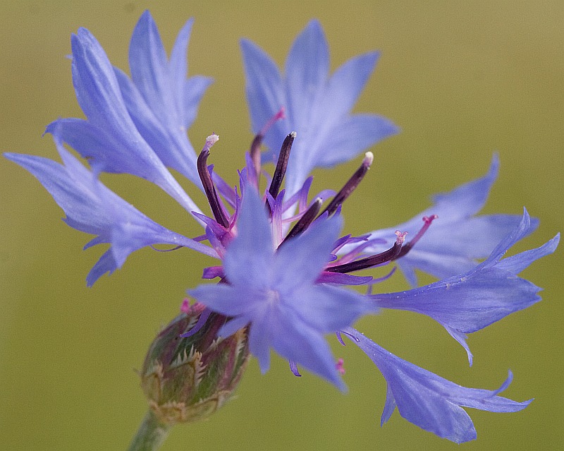 Изображение особи Centaurea cyanus.