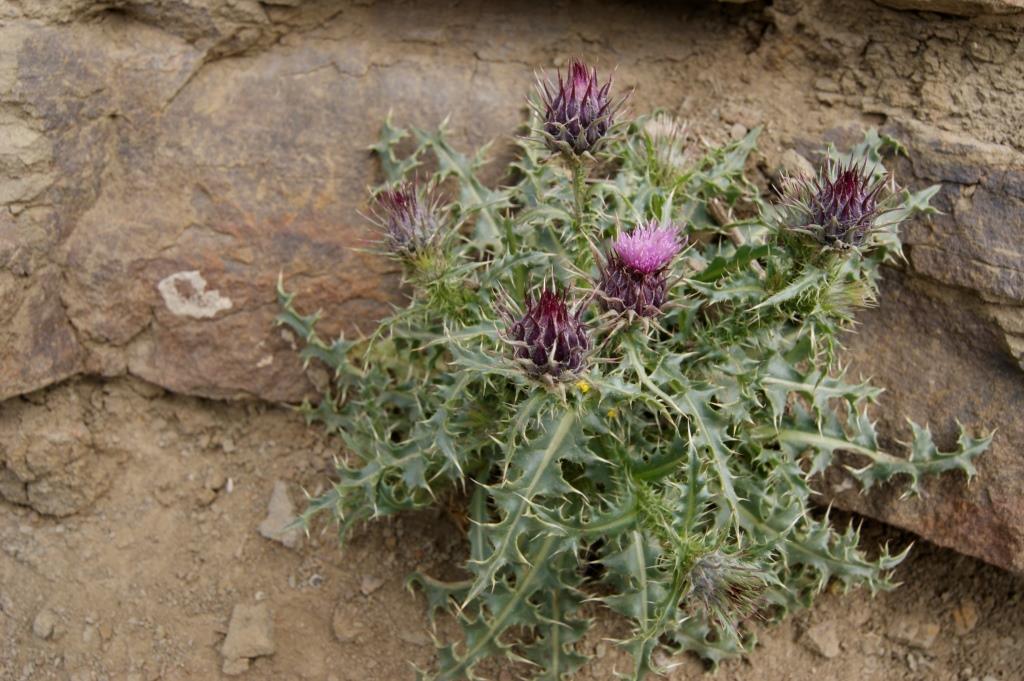 Изображение особи род Cirsium.