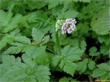 Chaerophyllum hirsutum