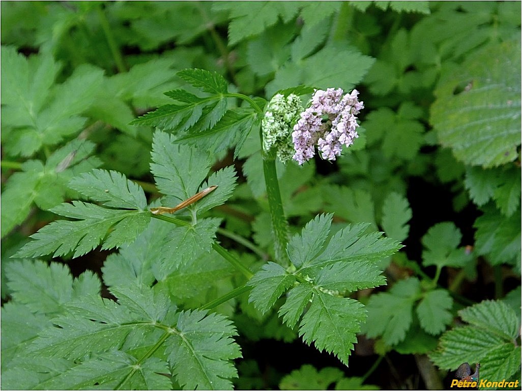 Изображение особи Chaerophyllum hirsutum.