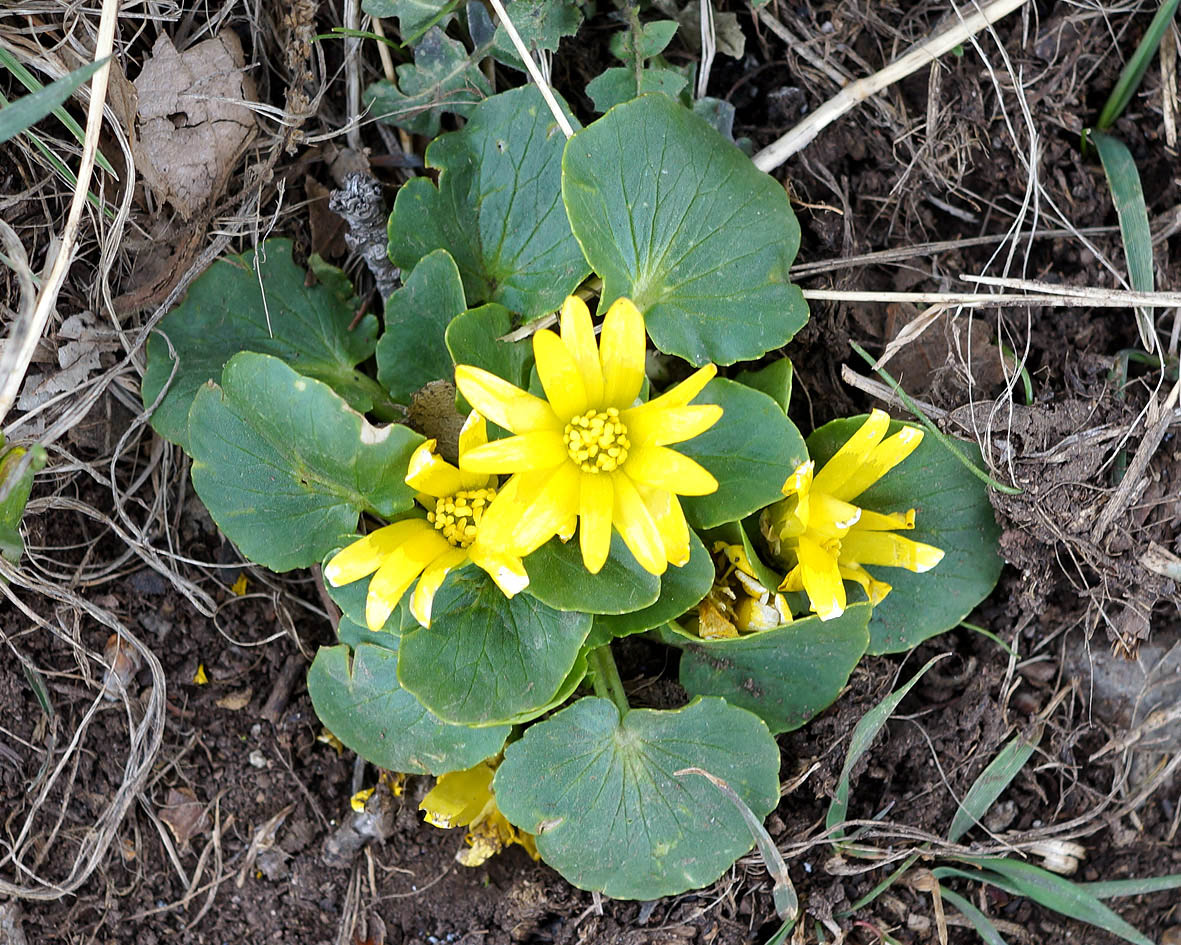 Изображение особи Ficaria calthifolia.