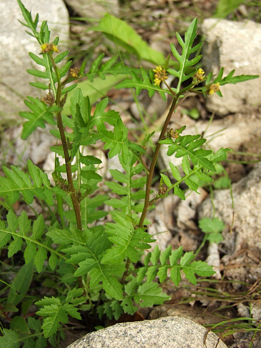 Image of Rorippa palustris specimen.