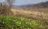 Corydalis bracteata. Цветущие растения в средней части сопки. Восточный Казахстан, Глубоковский р-н, окр. с. Тарханка, восточный склон сопки. 25.04.2017.