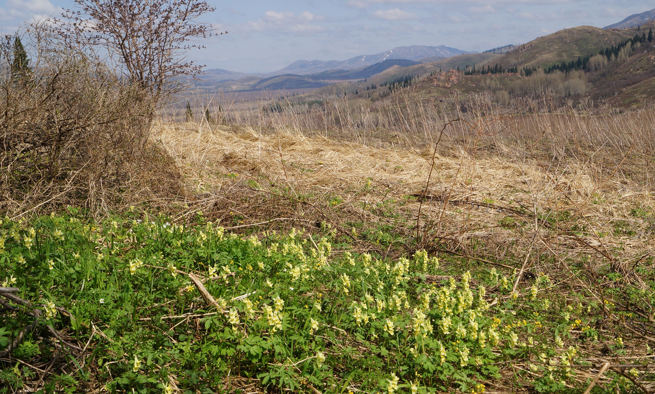 Image of Corydalis bracteata specimen.