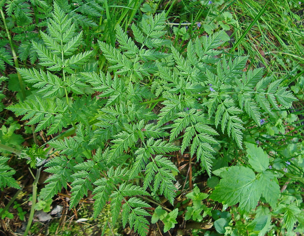 Image of Anthriscus sylvestris specimen.