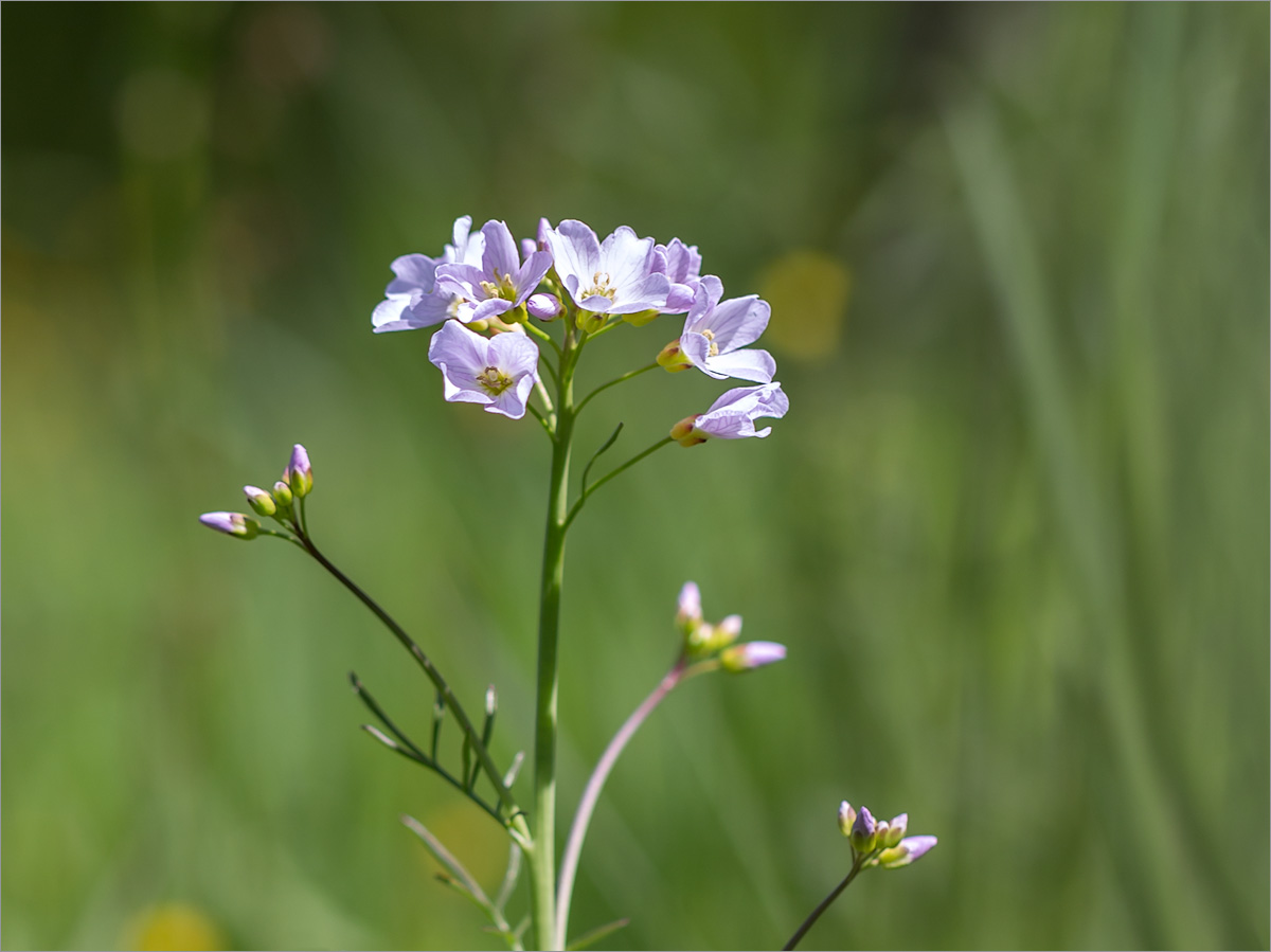 Изображение особи Cardamine pratensis.