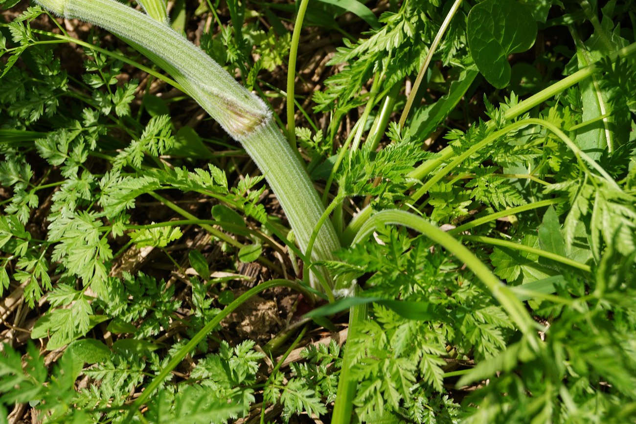 Image of Anthriscus sylvestris var. nemorosa specimen.