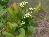 Spiraea media